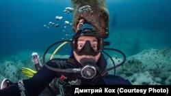 Морской лев и Дмитрий Кох, Камчатка