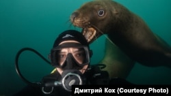Фотограф говорит, что не представляет более забавного подводного животного, чем тюлень
