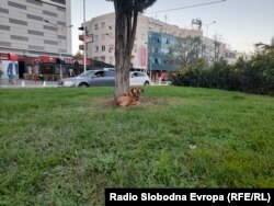 Бездомно куче пред трговскиот центар Капитол