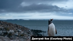 Папуанский пингвин, Антарктида