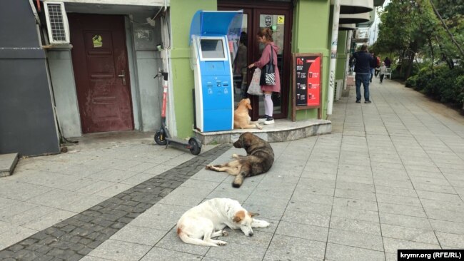 Уличные собаки в Батуми мирные, и их все любят