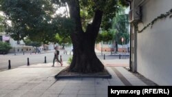 На улице Важа-Пшавела в Старом Батуми на тротуаре целый ряд таких огромных деревьев