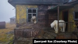 Белые медведи на чукотском острове Колючин - самый известный снимок Дмитрия Коха