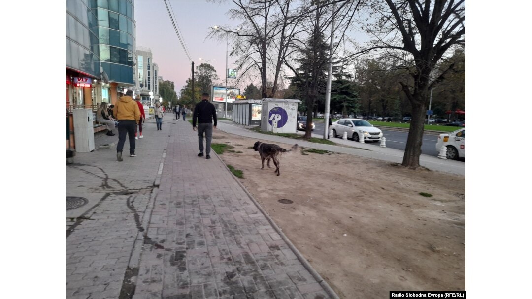 Бездомно куче во Аеродром