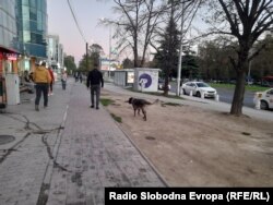 Бездомно куче во Аеродром