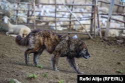 Një qen i Sharrit duke u kujdesur që bagëtitë të mos sulmohen nga kafshët e egra.