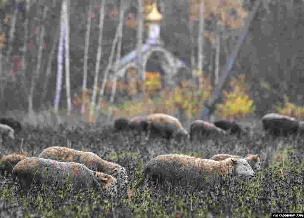 A herd of sheep walks across a field outside Moscow with a chapel in the background.&nbsp;