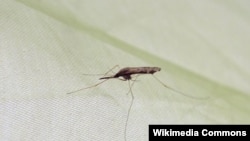 یک پشه انافیل ناقل بیماری ملریا 