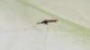 Малярийный комар с Нижнего Амура