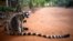 Lemur na Madagaskaru