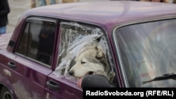 Собака в автомобілі під час евакуації на маршруті з Бердянська, Оріхова, Енергодара, Василівки, 2 травня 2022 року