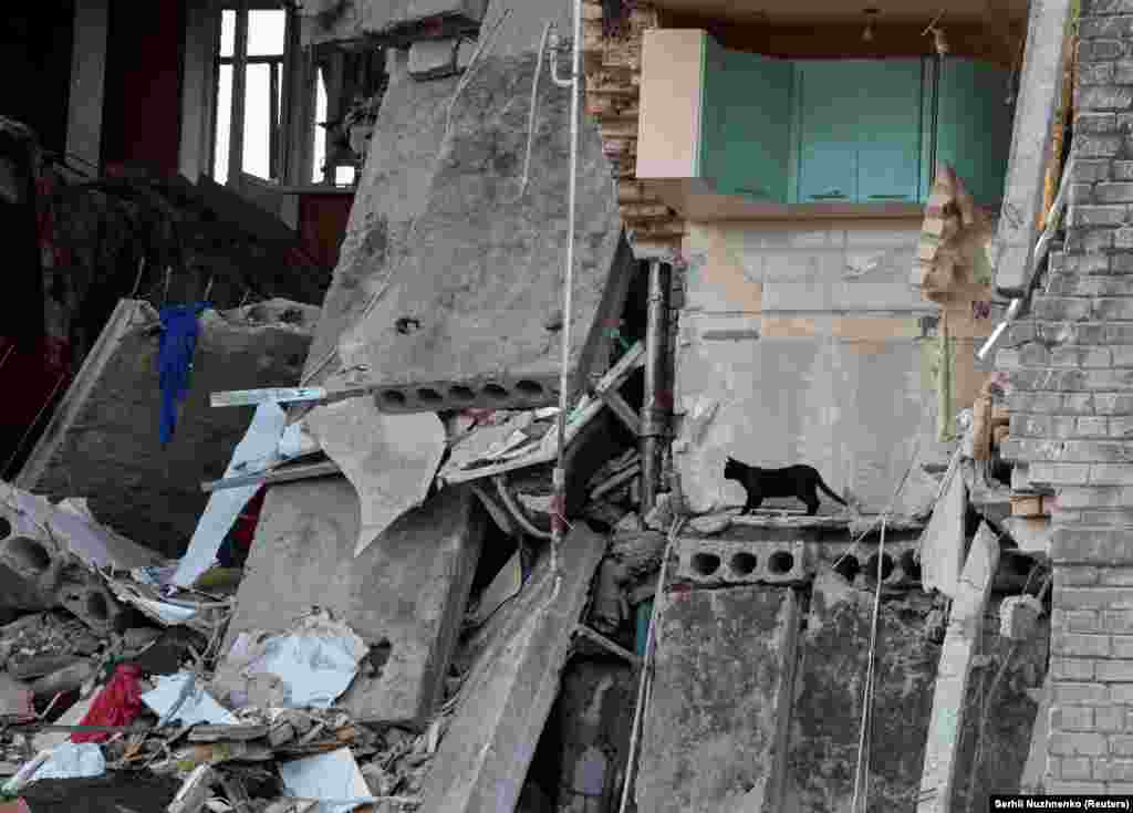 Mačka među ruševinama jedne od stambenih zgrada u Bahmutu koja je srušena u napadu ruske vojske