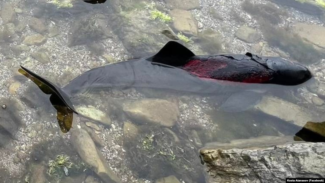 Mamiferele eșuate pe malul Mării Negre, în zona orașului Burgas, îi pun pe gânduri pe biologii și ecologii care monitorizează sănătatea vieții marine de zeci de ani. 