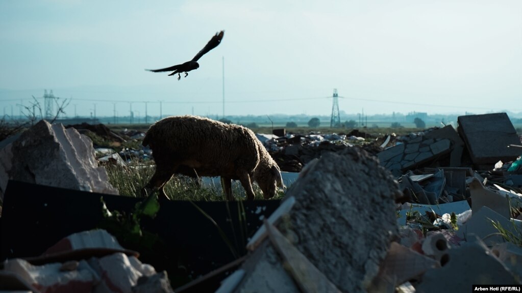 Bagëtitë kullotin në këtë deponi ilegale të mbeturinave në Lebanë të Prishtinës, në të cilën gjenden edhe mbetje kancerogjene.