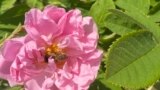 Serbia -- Bulgarian rose (Rosa Damascena) from the field in village of Aleksandrovo, May 20 2022