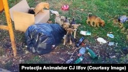 Harta animalelor abandonate din Ilfov cuprinde până acum 48 de locații din 26 de sate și comune. Documentul a fost elaborat de Protecția Animalelor din cadrul Consiliului Județean Ilfov, pe baza sesizărilor venite din partea locuitorilor.