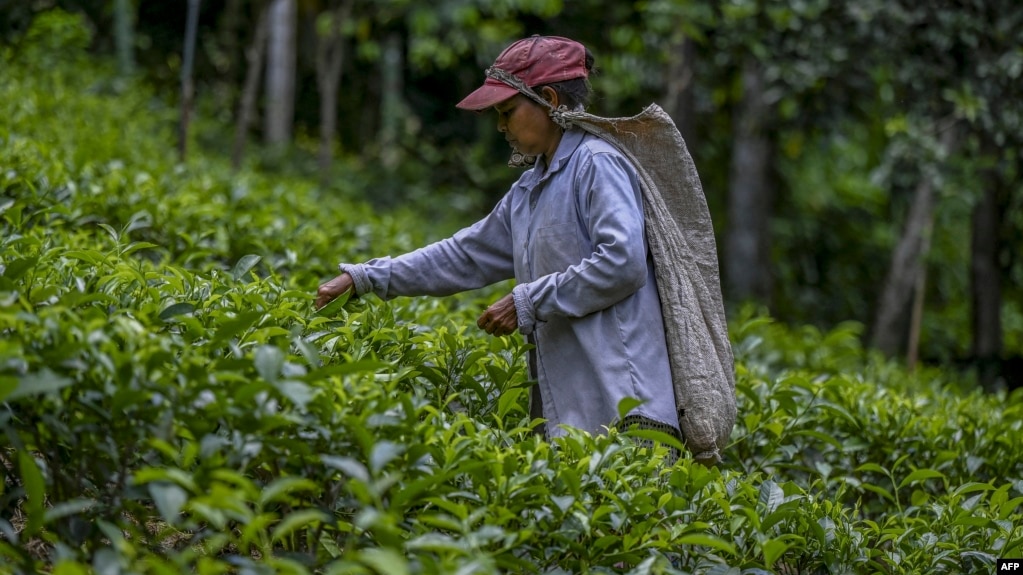 A tea picker works on a plantation in Sri Lanka's southern Ratnapura district. (file photo)