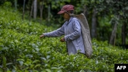 A tea picker works on a plantation in Sri Lanka's southern Ratnapura district. (file photo)