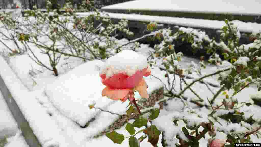 В сквере Ленинского комсомола цветущая роза припорошена снегом