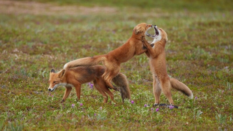 Açlyk çöl jandarlaryny obalara 'çagyrýar'