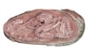 Кытайда табылган динозаврдын эмбриону илим дүйнөсүндө узап бараткан жумадагы эң кызыктуу жаңылыктардын бири болуп калды.