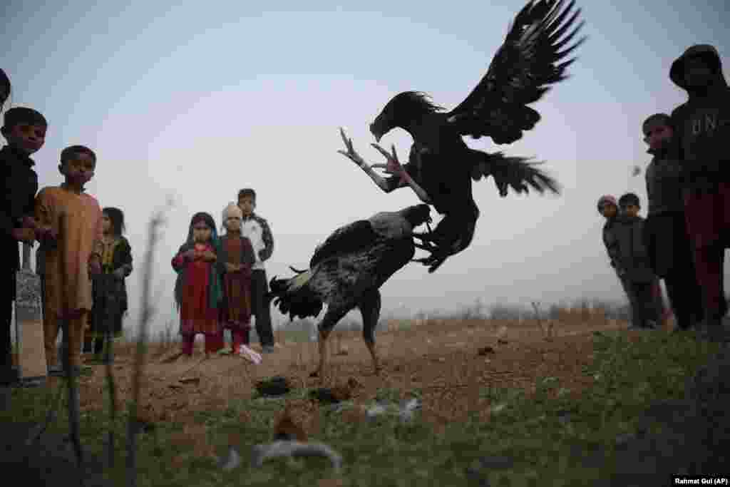 Children watch a cockfighting match on the outskirts of Islamabad, Pakistan.