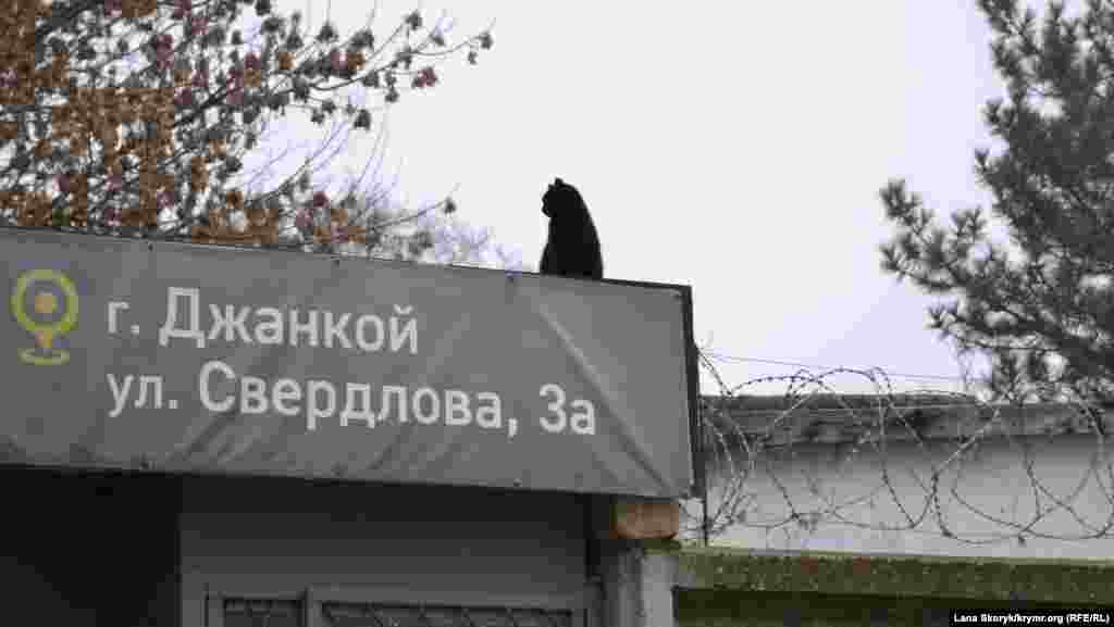 Силуэт кота на улице Свердлова