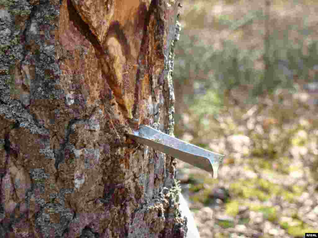 Ukraine -- Birch juice, Chernigiv region, 13Apr2010 - Березовий сік