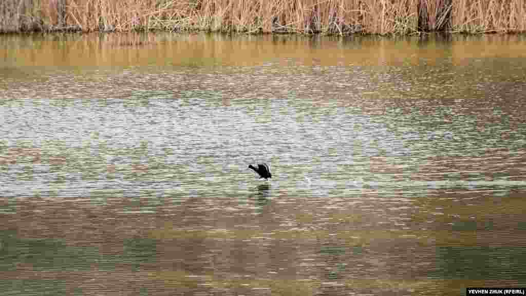 Взлетающая утка скользит по водной глади