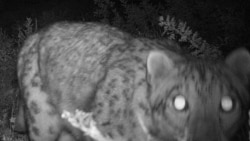 Shooting A Snow Leopard In Siberia -- Legally