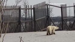 Хирси сафеди гуруснаву хаста то шаҳри Норилск расид