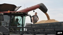 A combine loads grain onto a truck during the wheat harvest in the Kyiv region. Ukraine is one of the world's leading food producers and exporters. (file photo)