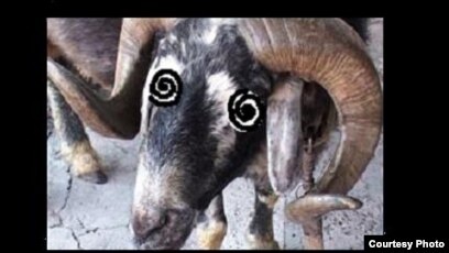 Ол үлкен жамбастарды күшпен алып, оларды трах.