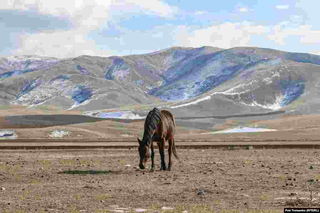 A horse grazes on the border with Kyrgyzstan in Kazakhstan&#39;s Zhambyl region. (RFE/RL /Petr Trotsenko)