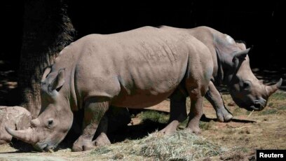 Атақты адамдардың қынаптарының жақыннан түсірілген суреттері Американдық баскетболшы әйелдер эротикасы