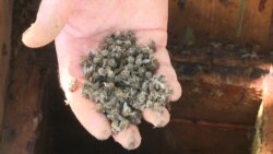 Russian Beekeepers Blame Farmers For Mass Bee Deaths