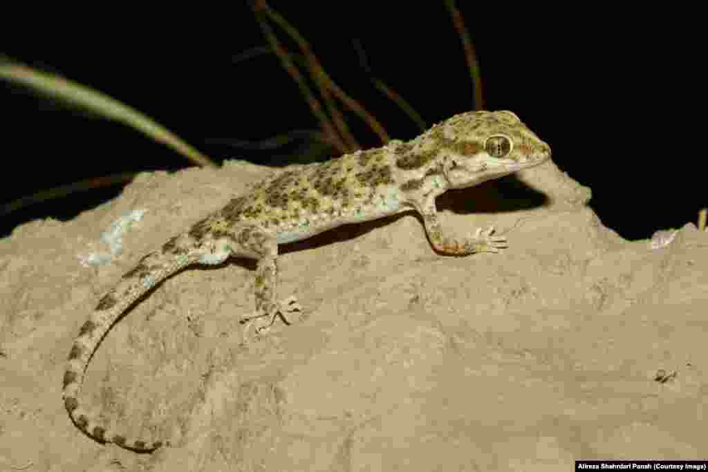 نام علمی: Bunopus tuberculatus، نام فارسی: گکوی زگيل‌دار بلوچی، نام انگليسی: Baluch Rock Gecko، کگوها اغلب شب فعال هستند، در طول روز زير سنگ‌ها و شکاف‌ها و يا لانه های حيوانات ديگر در زير زمين مخفی می‌شوند. اندازه نوک پوزه تا مخرج: ۵۵ ميليمتر و طول دم ۶۴ ميليمتر، پراکندگی در ايران: خراسان، گلستان، سمنان، تهران، قم، مرکزی، اصفهان، کرمانشاه، ايلام، خوزستان، چهار محال بختياری، کهگيلويه و بوير احمد، بوشهر، فارس، يزد، کرمان، هرمزگان، سيستان و بلوچستان 
