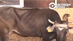 Болгарские власти помиловали корову Пенку, сбежавшую из ЕС (видео)