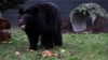 Yampil gets used to his new home at the Five Sisters Zoo near Edinburgh.