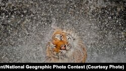 GRAND PRIZE: "Explosion" -- The subject's name is Busaba, a well-cared-for Indochinese tigress whose home is at Khao Kheow Open Zoo, Thailand. I had taken many portraits of Busaba previously and it was becoming more and more difficult to come up with an image that appeared any different to the others. Which is why I took to observing her more carefully during my visits in the hope of capturing something of a behavioral shot. The opportunity finally presented itself while watching Busaba enjoying her private pool, then shaking herself dry. In all humility, I have to say that Mother Nature smiled favorably on me that day! (Caption by photographer Ashley Vincent)