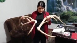 بریدن شاخ‌های گوزن ۱۳ ساله منجر به مرگش شد