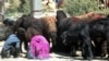 برخی باشندگان کابل نگران افزایش بیماری های ناشی از ذبح حیوانات در روزهای عید اند