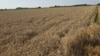 Polje pšenice čeka na žetvu, okolina Bijeljine, 25. jun 2025. godine