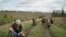 Группа украинских военных