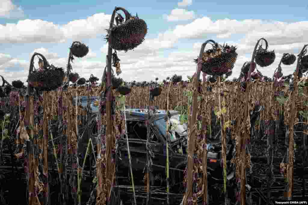 A destroyed and abandoned car lies in a field of rotting sunflowers in war-torn Ukraine.&nbsp;