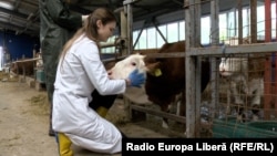 Universitatea Tehnică a Moldovei (UTM) a câștigat o finanțare de 3,5 milioane de euro, iar printre altele va investi și în programele de medicină veterinară și științe agricole.  