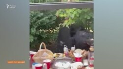 Хирси ваҳшӣ ба ҷашни зодрӯзи як оилаи тоҷикони Амрико ташриф овард