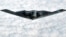 A B-2 Spirit stealth bomber flies after taking off from the Whiteman Air Force Base in Missouri. (file photo) 