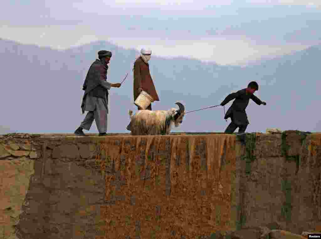 A boy pulls a goat at a livestock market in Kabul, Afghanistan. Muslims around the world are preparing to celebrate Eid al-Adha, marking the end of the hajj, by slaughtering sheep, goats, cows, and camels to commemorate the Prophet Abraham's willingness to sacrifice his son Ismail on God's command. (Reuters/Mohammad Ismail)