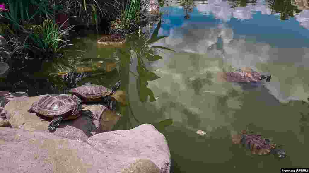 В пруду живут черепахи